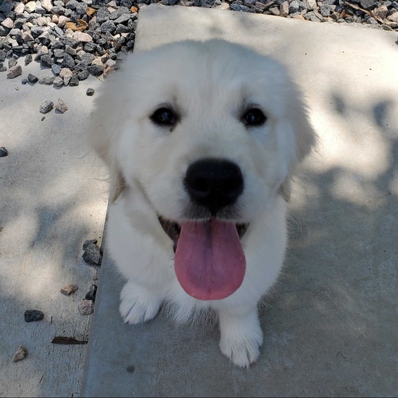 Meet your Posher, Abigail - Picture 1 of 1